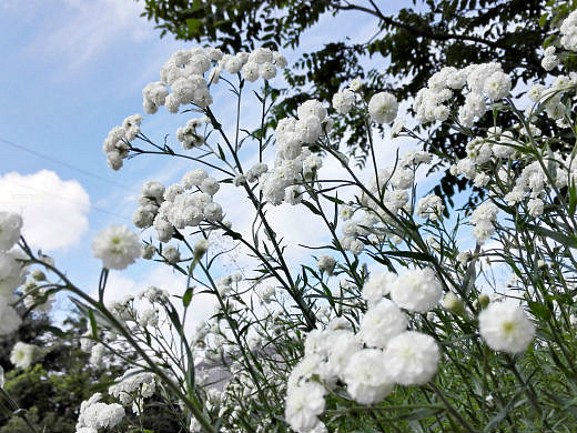 Цветы на фоне неба и облаков (фото) Цветы на фоне неба и облаков (фото)