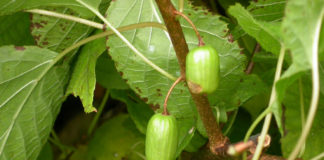 Расстояние при высаживании актинидии