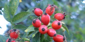 Целебные свойства лепестков и листьев шиповника