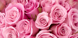 Лучшее время для высадки роз весной и осенью