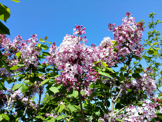 Цветы на фоне неба и облаков (фото) Цветы на фоне неба и облаков (фото)