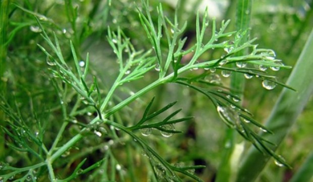 Выращивание укропа Выращивание укропа