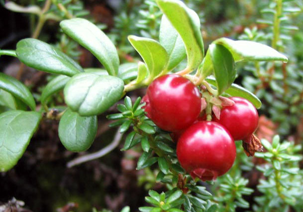 Как подкормить клюкву Как подкормить клюкву