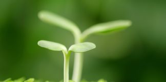 Как повысить всхожесть семян?