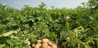 Окучивание овощей