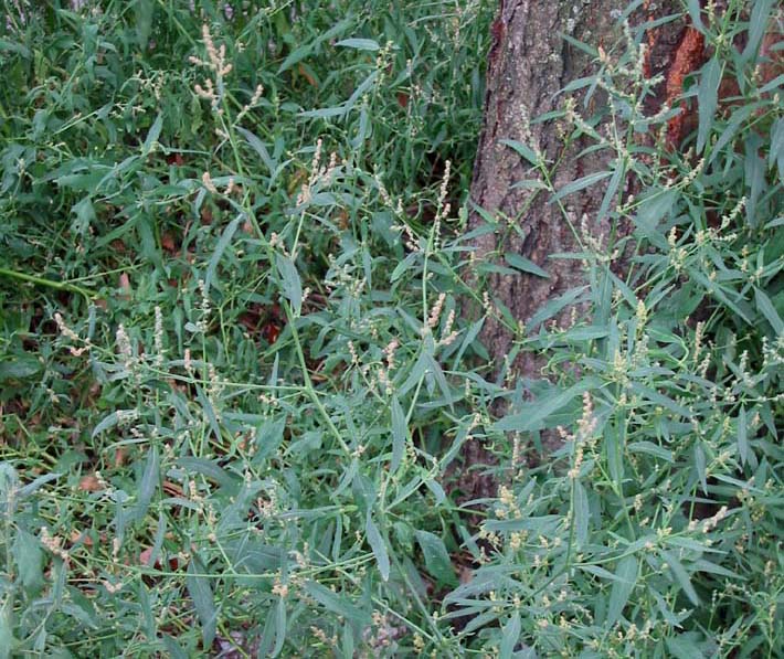 Лебеда Лебеда