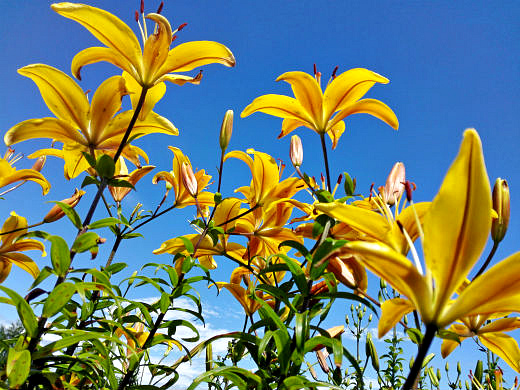 Цветы на фоне неба и облаков (фото) Цветы на фоне неба и облаков (фото)