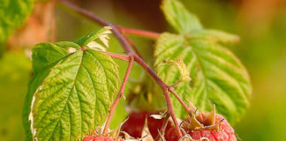 Прищипывание верхушек малины