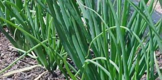 Выращивание лука-шалота