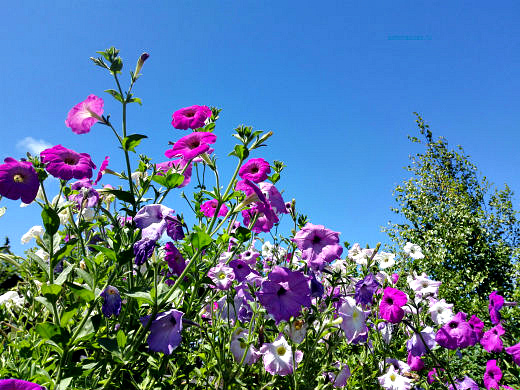 Цветы на фоне неба и облаков (фото) Цветы на фоне неба и облаков (фото)