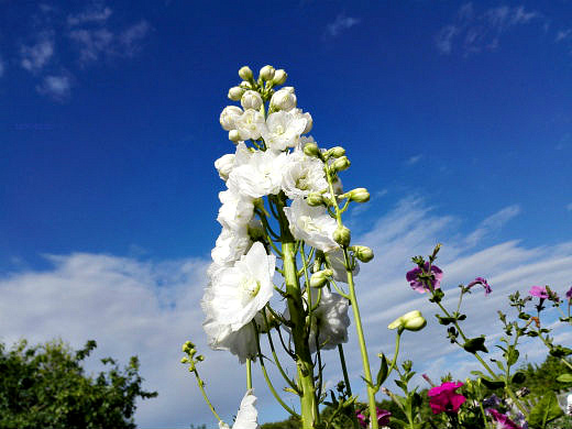 Цветы на фоне неба и облаков (фото) Цветы на фоне неба и облаков (фото)