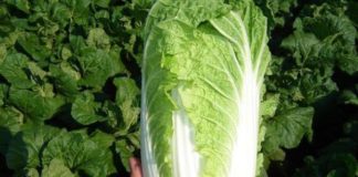 Выращивание пекинской капусты