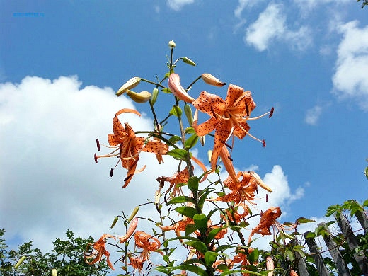 Цветы на фоне неба и облаков (фото) Цветы на фоне неба и облаков (фото)