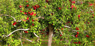 Какие плодовые культуры в средней полосе лучше высаживать осенью, а какие весной?