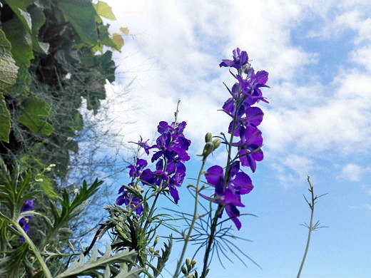 Цветы на фоне неба и облаков (фото) Цветы на фоне неба и облаков (фото)