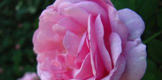 Самая душистая роза