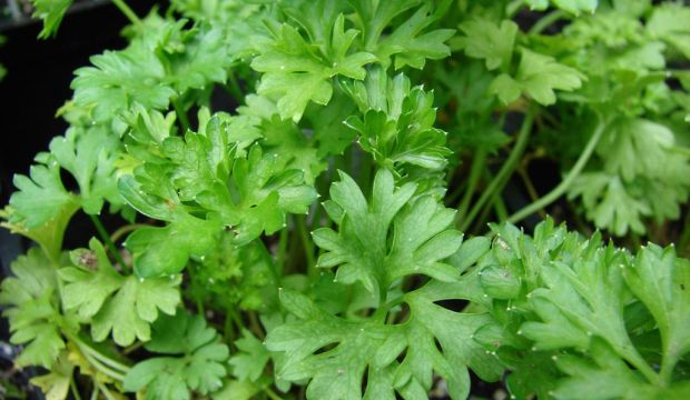 Выращивание петрушки Выращивание петрушки