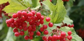 Какими полезными свойствами обладает калина?