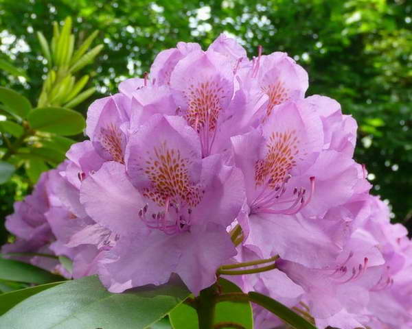 Пахнут ли рододендроны? Пахнут ли рододендроны?