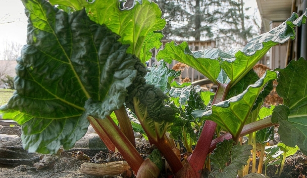 Выращивание ревеня Выращивание ревеня