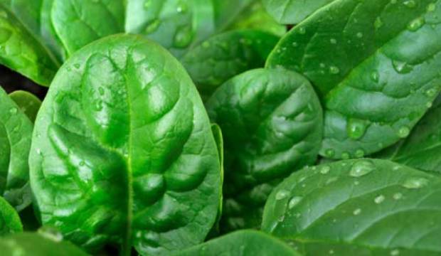 Выращивание шпината Выращивание шпината