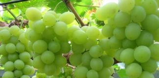 Размножение винограда