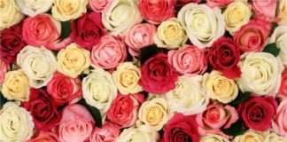 Выбор роз