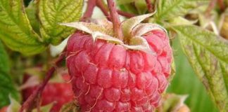 Ягоды только на верхушках малиновых кустов