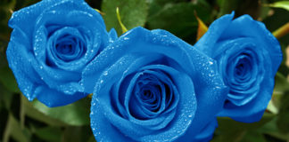 Если саженцы роз подсохли…