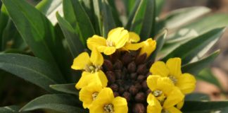 Размножение семенами осенью