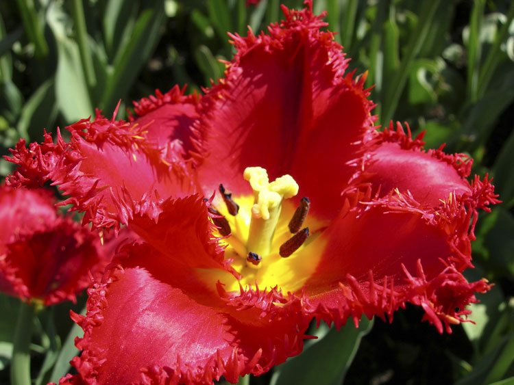 Удобрения для тюльпанов Удобрения для тюльпанов