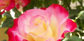 Капризные чайно-гибридные розы