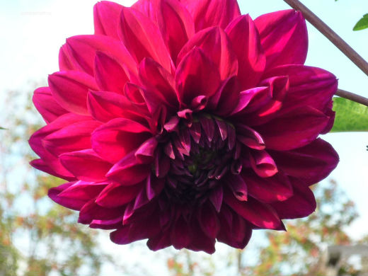 Цветы на фоне неба и облаков (фото) Цветы на фоне неба и облаков (фото)