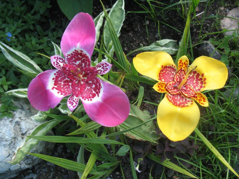 Раннее цветение тигридии Раннее цветение тигридии