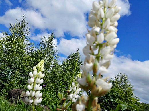 Цветы на фоне неба и облаков (фото) Цветы на фоне неба и облаков (фото)