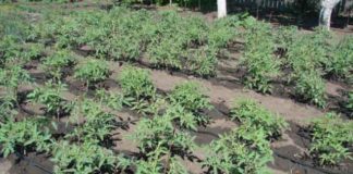 Как правильно поливать грядки?