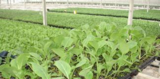 Выращивание капусты