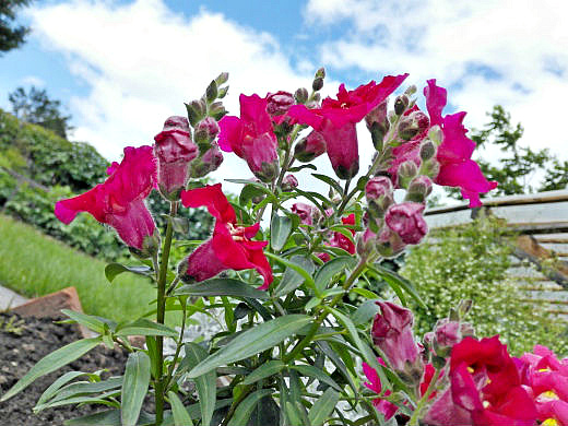 Цветы на фоне неба и облаков (фото) Цветы на фоне неба и облаков (фото)