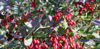 Можно ли использовать в пищу плоды барбариса?