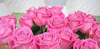 Утеплительные материалы, используемые для укрытия роз