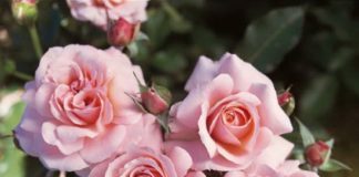 Стойкие полиантовые розы