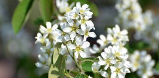 Требуется ли кустам ирги обрезка?