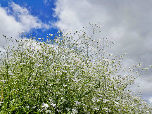 Цветы на фоне неба и облаков (фото) Цветы на фоне неба и облаков (фото)