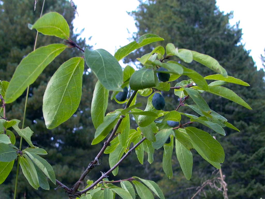 Обрезка жимолости Обрезка жимолости