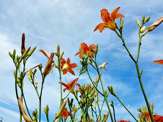 Цветы на фоне неба и облаков (фото) Цветы на фоне неба и облаков (фото)