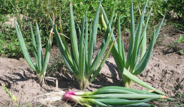 Выращивание лука-батуна Выращивание лука-батуна