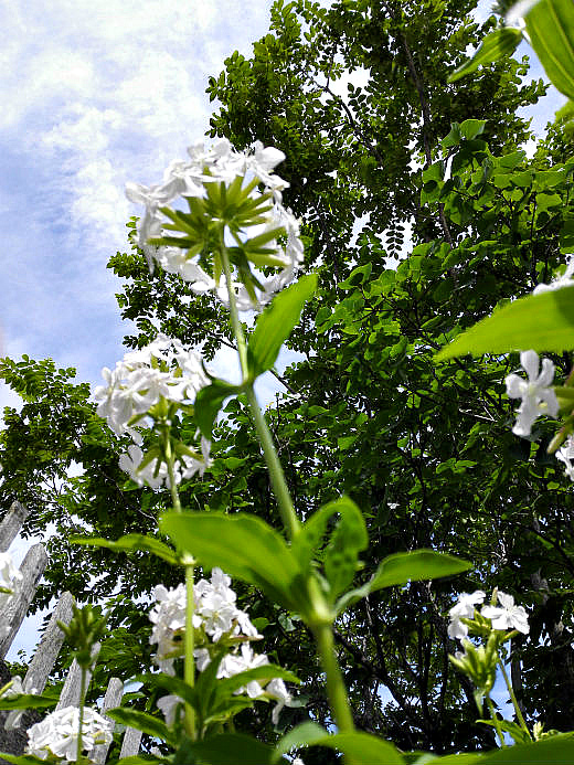 Цветы на фоне неба и облаков (фото) Цветы на фоне неба и облаков (фото)