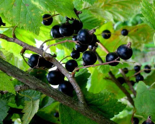 Обрезка черной смородины Обрезка черной смородины