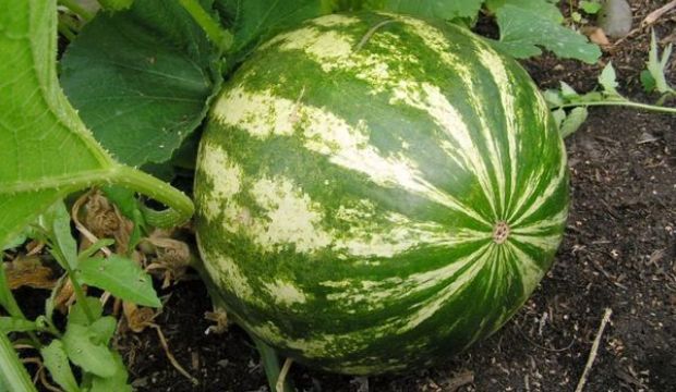 Выращивание арбуза Выращивание арбуза