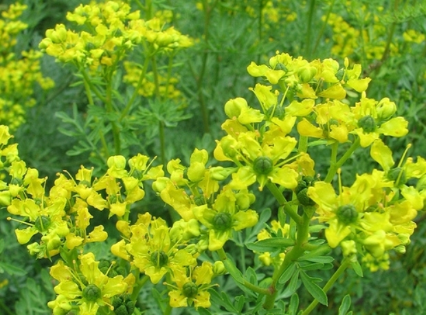 Рута в кулинарии Рута в кулинарии